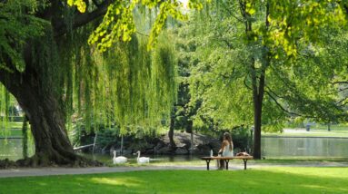 Photo "The Heart of Montreal: Experiencing the Serenity of Mount Royal Park"