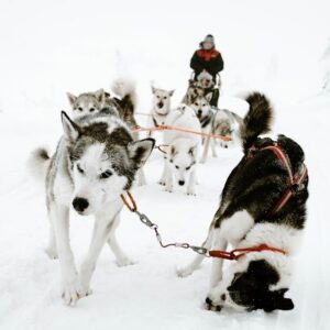 Photo Winter Wonders Unleashed: Journey Through Quebec's Snowy Trails with Dog Sledding Adventures