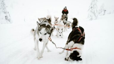 Photo Winter Wonders Unleashed: Journey Through Quebec's Snowy Trails with Dog Sledding Adventures