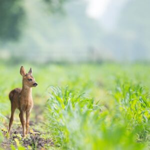 Photo "The Great Northern Escape: Wildlife and Adventure in Ontario's Provincial Parks"