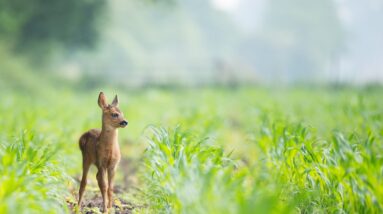 Photo "The Great Northern Escape: Wildlife and Adventure in Ontario's Provincial Parks"