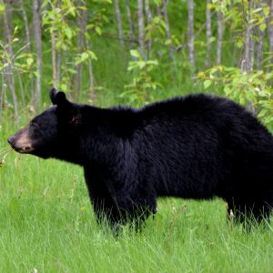 bear 1102599