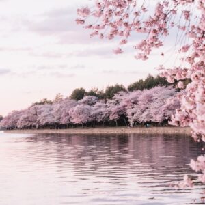 Photo Cherry Blossoms