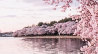 Photo Cherry Blossoms