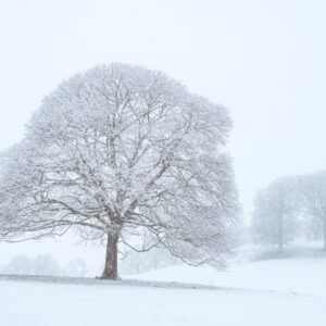 Photo Snowy landscape