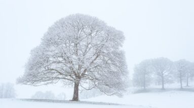 Photo Snowy landscape