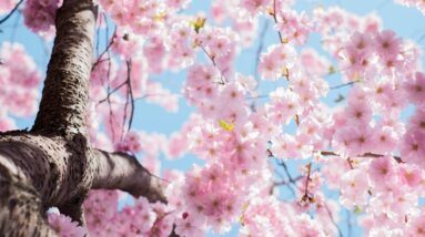 Photo Cherry blossoms