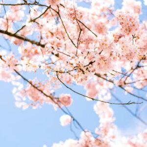 Photo Cherry blossoms