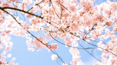 Photo Cherry blossoms