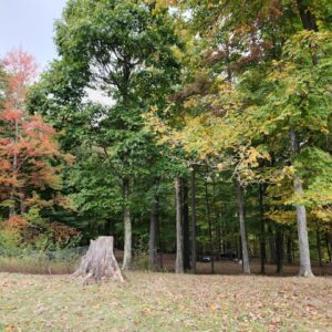 Photo Autumn foliage