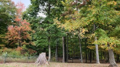 Photo Autumn foliage