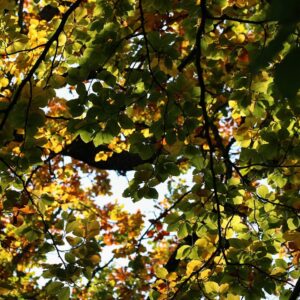 Photo Colorful foliage