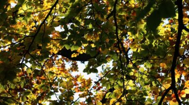 Photo Colorful foliage