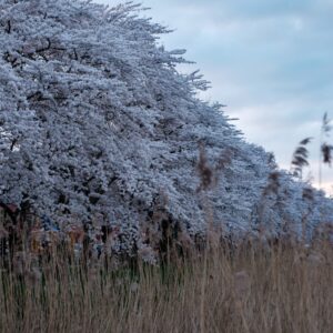 Photo Cherry blossoms