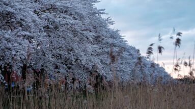 Photo Cherry blossoms