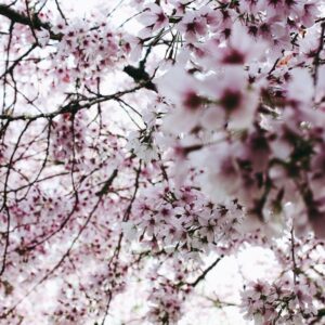 Photo Cherry blossoms