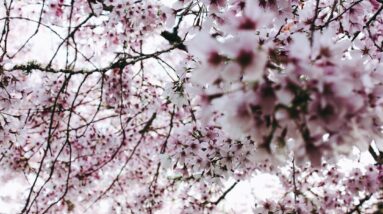 Photo Cherry blossoms