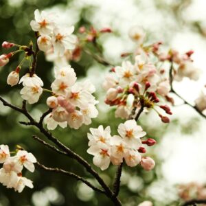 Photo Cherry blossoms