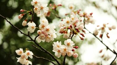 Photo Cherry blossoms