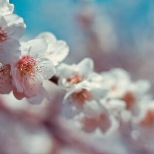 Photo Cherry blossoms