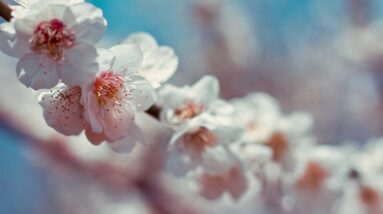 Photo Cherry blossoms