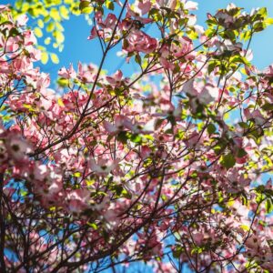 Photo Cherry blossoms