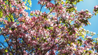 Photo Cherry blossoms