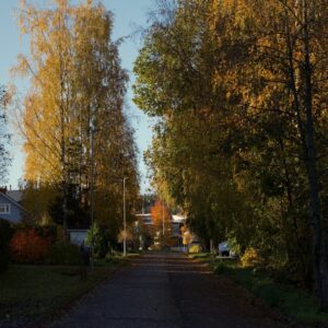 Photo Autumn foliage