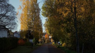 Photo Autumn foliage