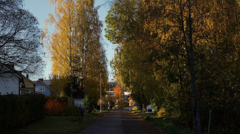 Photo Autumn foliage