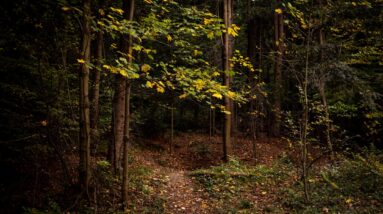 Photo Colorful foliage